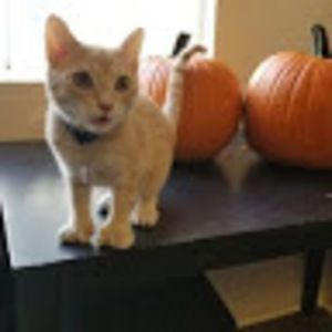 Meet your Posher, Tj